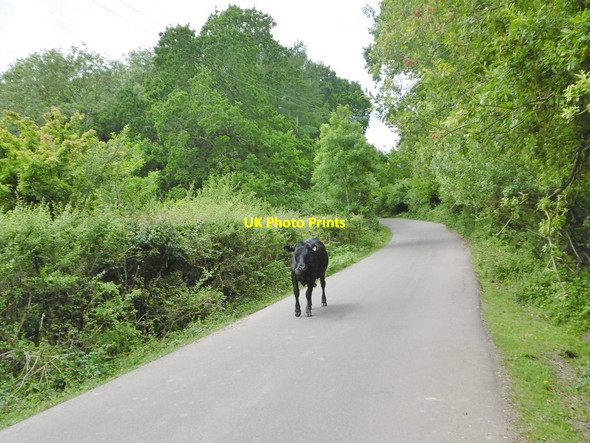 Photo 6"x4" East End, jaywalking heifer East End\/SZ3697 c2015