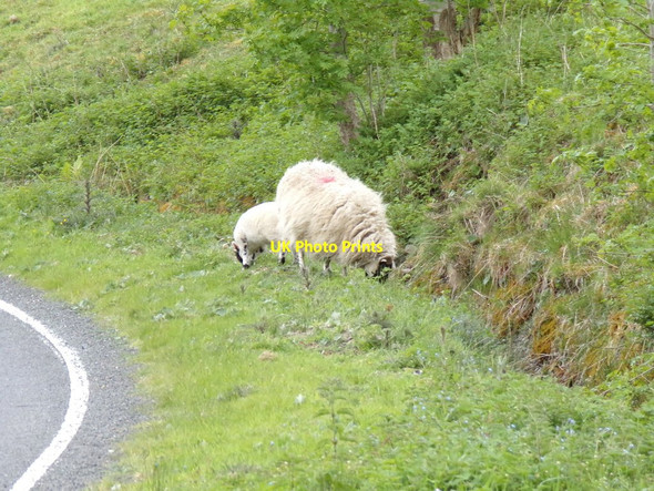 Photo 6"x4" Blackface ewe and lamb Durisdeermill c2015