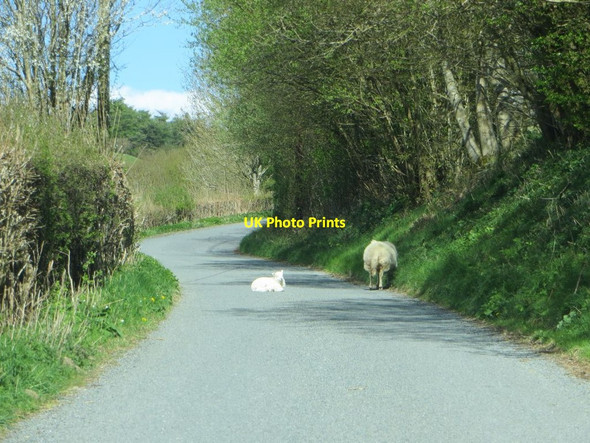 Photo 6"x4" Lamb in the road Glascwm\/SO1553 c2015