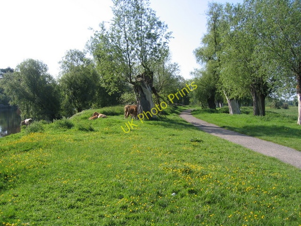 Photo 6"x4" Ancient trees and cattle by the River Dee Chester c2008