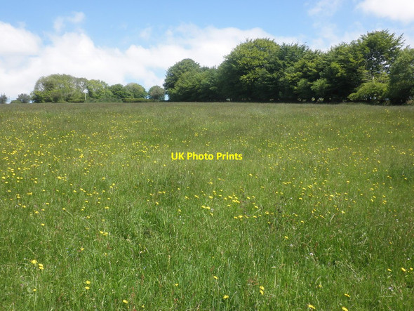 Photo 6"x4" Meadow on Great Common Hawkridge c2015