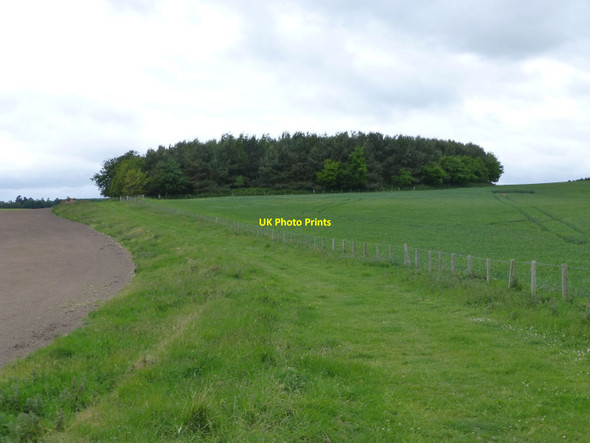 Photo 6"x4" Isolated woodland Haugh Head c2015