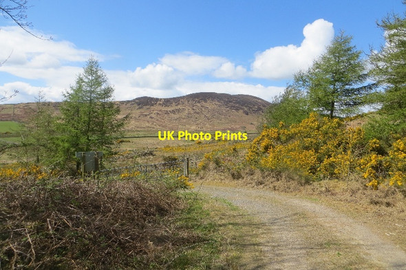 Photo 6"x4" Ryes Plantation Caulkerbush c2015