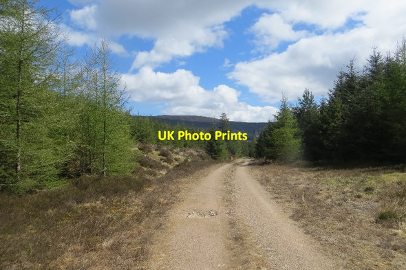 Photo 6"x4" Logging road, Ryes Plantation Cuil Burn c2015