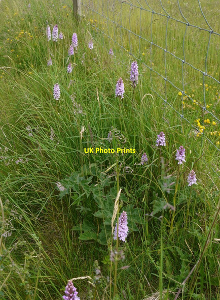 Photo 6"x4" Orchids by the South Downs Way Cocking c2015