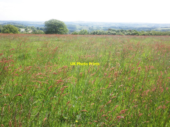 Photo 6"x4" Meadow plants on Court Down Dulverton c2015