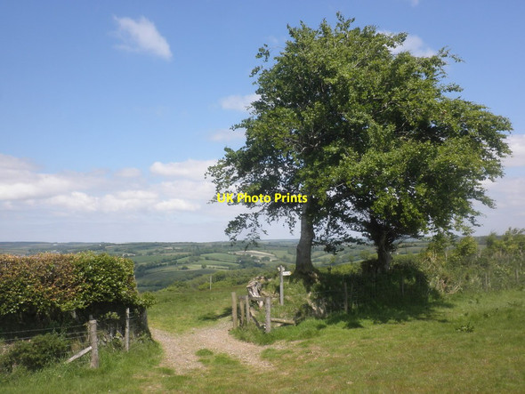 Photo 6"x4" Gateway on Court Down Dulverton c2015