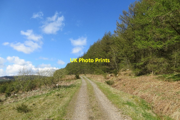 Photo 6"x4" Logging road, Boreland Hill Caulkerbush c2015