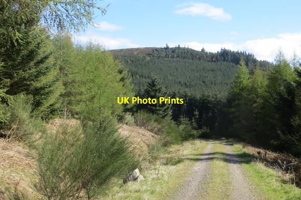 Photo 6"x4" Logging road, Boreland Hill Caulkerbush c2015 P1