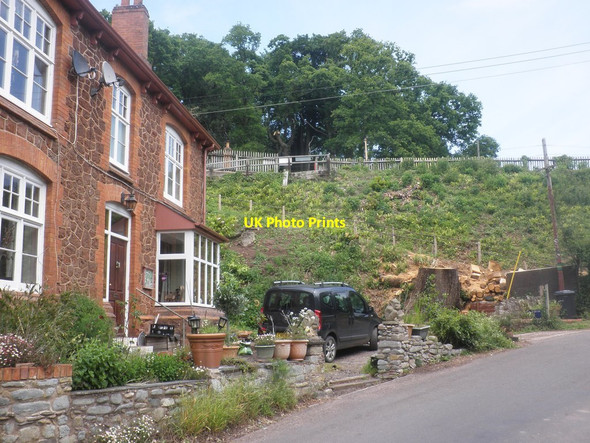 Photo 6"x4" Oak tree felled at Stogumber Chilcombe\/ST1138 c2015