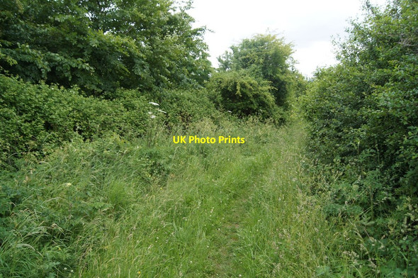 Photo 6"x4" Overgrown byway on Itchen Down Avington\/SU5332 c2015