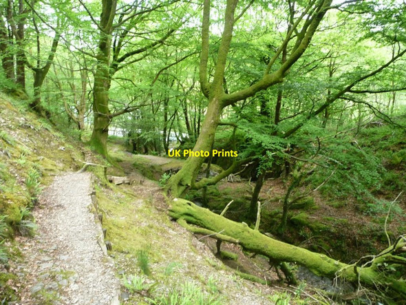 Photo 6"x4" Fallen tree, Coed Llyn Mair Tan-y-bwlch\/SH6540 c2015