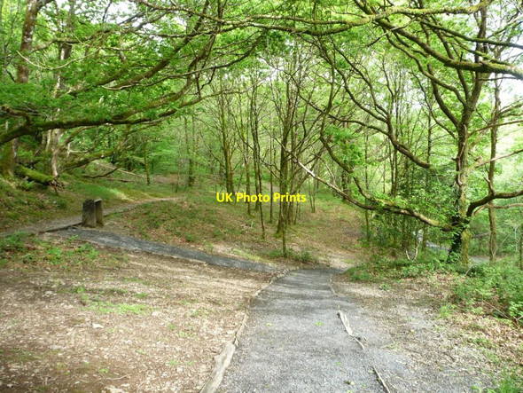 Photo 6"x4" Footpaths, Coed Llyn Mair Tan-y-bwlch\/SH6540 c2015