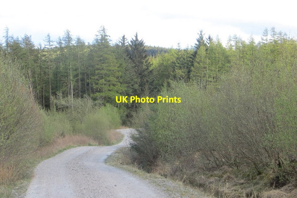 Photo 6"x4" Logging road, Fence Hill New Abbey c2015