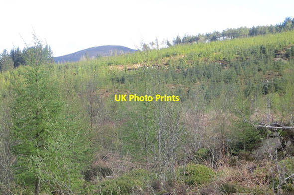 Photo 6"x4" Fence Hill New Abbey c2015