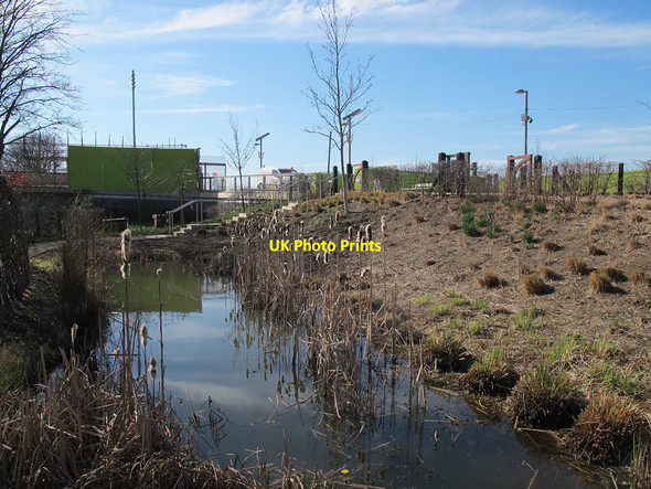 Photo 6"x4" Bulrushes in the Olympic Park Stratford\/TQ3884 c2015