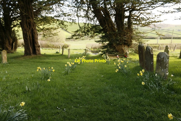 Photo 6"x4" Daffodils line the Path Colva c2015