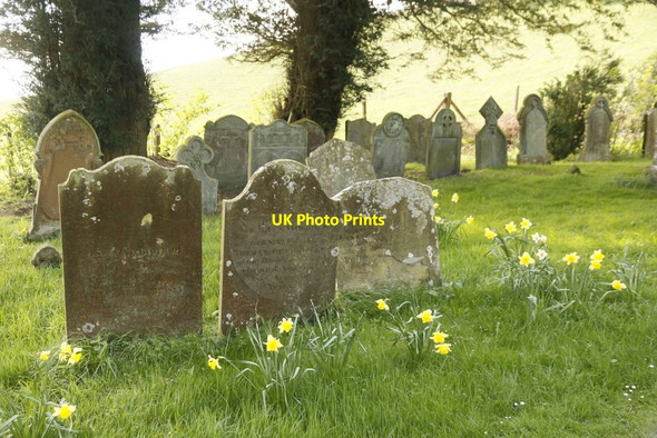 Photo 6"x4" Headstones & Daffodils Colva c2015