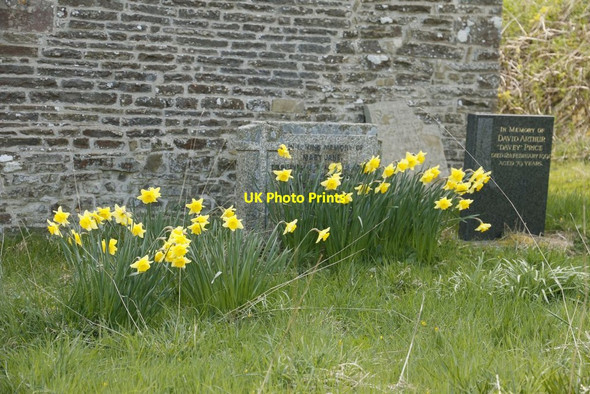 Photo 6"x4" Daffodils by the headstones Colva c2015
