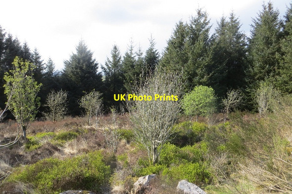 Photo 6"x4" Clearing, Fence Hill New Abbey c2015