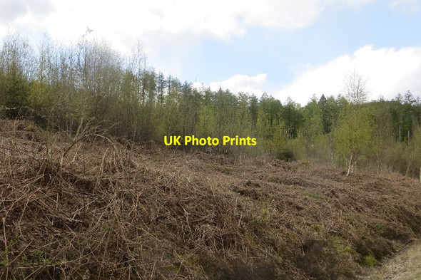 Photo 6"x4" Unplanted area, Kinharvie New Abbey c2015