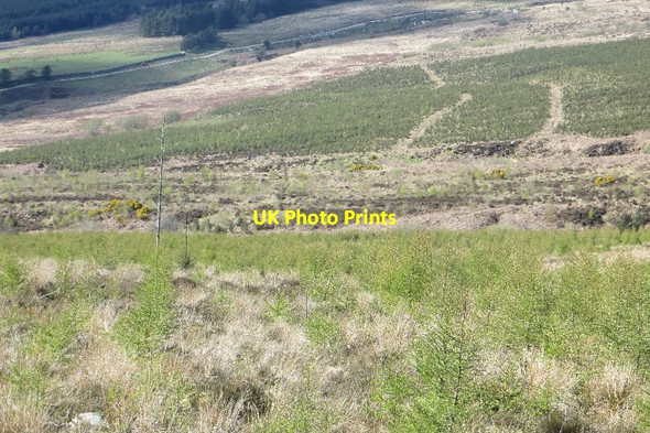 Photo 6"x4" Replanted area above Boreland Caulkerbush c2015