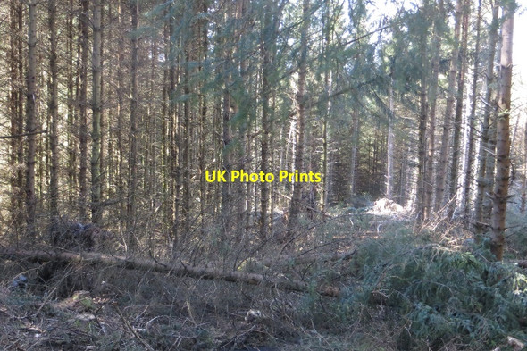 Photo 6"x4" Windthrow above Kinharvie Kinharvie Burn c2015