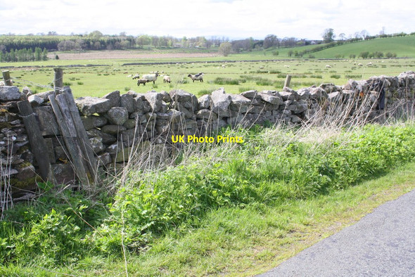 Photo 6"x4" Minor road and sheep field at Long Rigg Hoff c2015