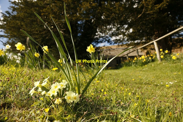 Photo 6"x4" Primrose & Daffodils Colva c2015