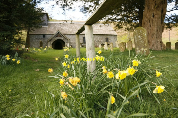 Photo 6"x4" Daffodils Round the Handrail Colva c2015