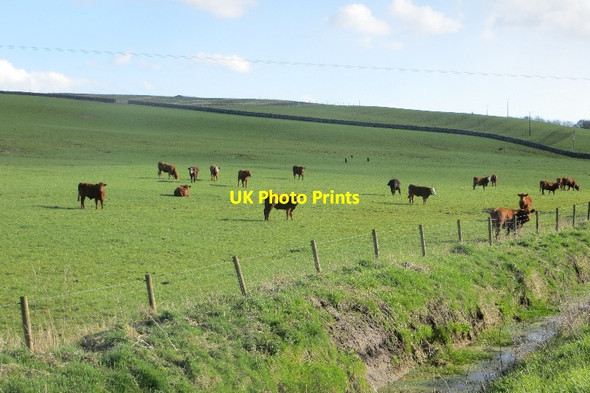 Photo 6"x4" Cattle, Gateside Kirkgunzeon c2015