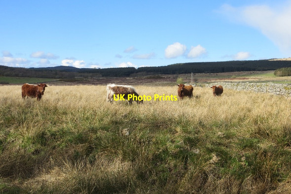 Photo 6"x4" Cattle, Glensone Beeswing c2015