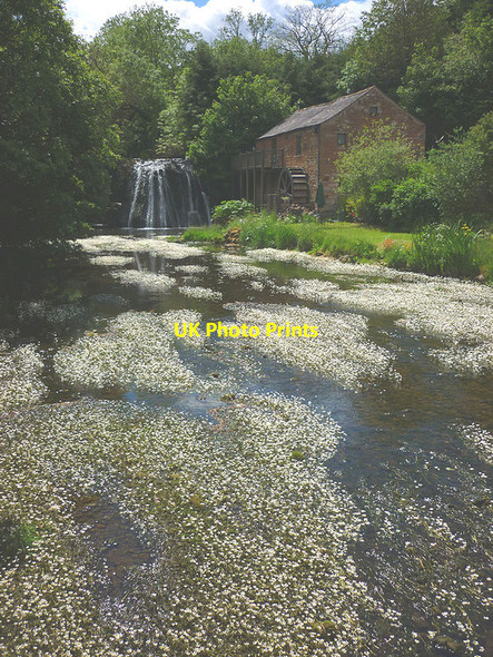 Photo 6"x4" Water crowfoot at Rutter Mill Drybeck\/NY6615 c2015