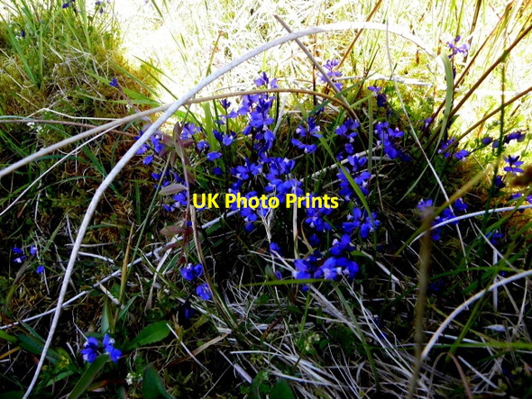 Photo 6"x4" Polygala vulgaris (Heath milkwort), Ballymacan Clogher\/H5351 c2015