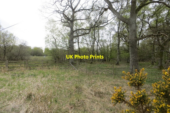 Photo 6"x4" Woodland, Skelton transmitter Hutton End c2015