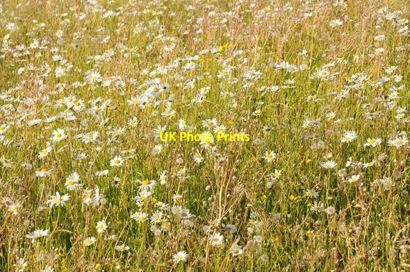 Photo 6"x4" Ox-eye daisies High Green\/SO8745 c2015