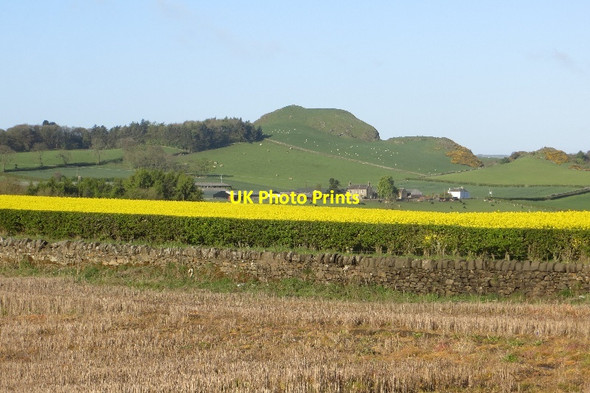 Photo 6"x4" Oilseed rape near Ecclesmachan Ecclesmachan c2015