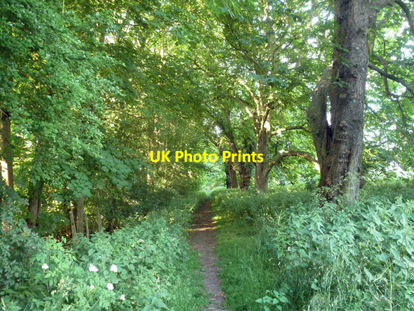 Photo 6"x4" Course of old railway Helham Green c2015