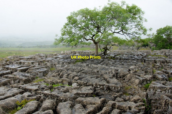 Photo 6"x4" Tree on limestone pavement, Newbiggin Crags Newbiggin\/SD5579 c2015