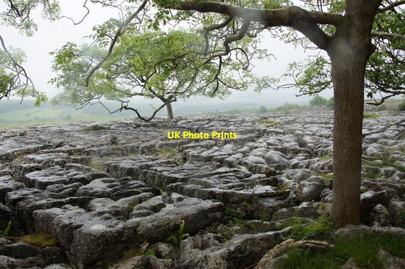 Photo 6"x4" Tree on limestone pavement, Newbiggin Crags Newbiggin\/SD5579 c2015 P1