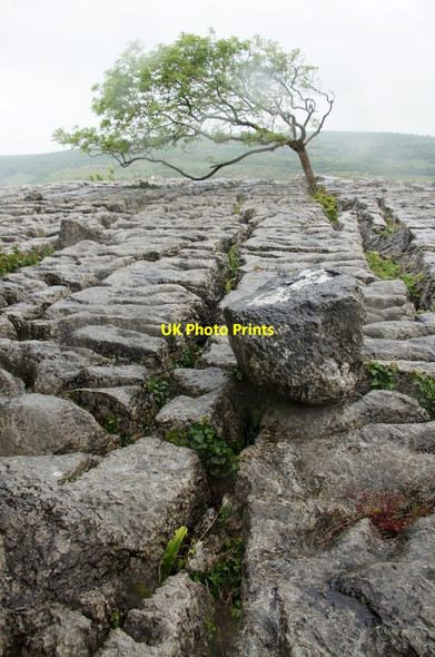Photo 6"x4" Tree on limestone pavement, Newbiggin Crags Newbiggin\/SD5579 c2015 P2