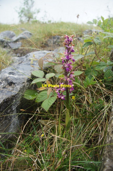 Photo 6"x4" Early Purple Orchid (Orchis mascula), Holmepark Fell Newbiggin\/SD5579 c2015