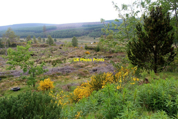 Photo 6"x4" Forest clearing in Strath Rory Strath Rory c2015