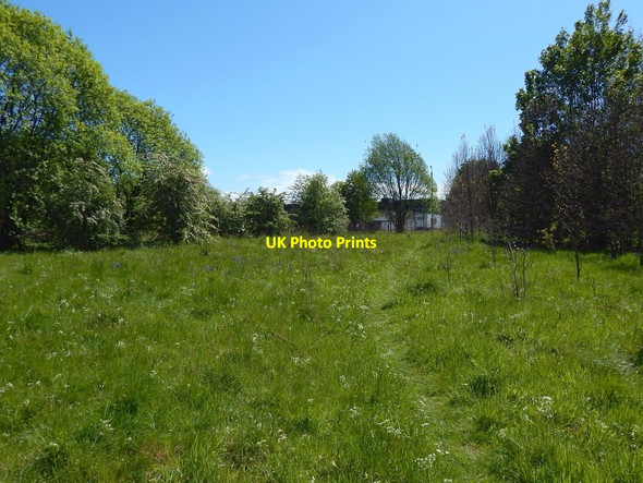 Photo 6"x4" Path in clearing Dumbarton c2015