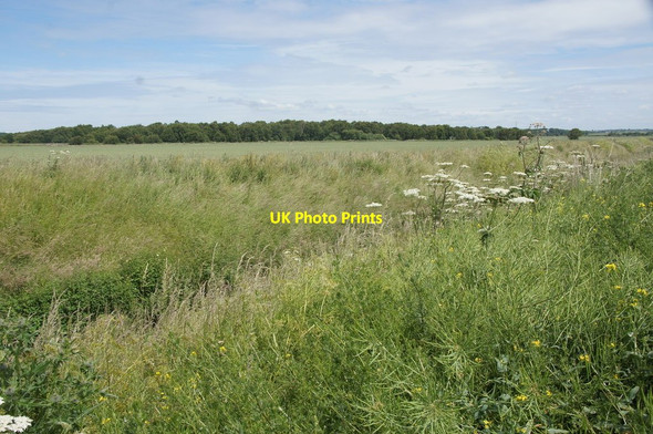 Photo 6"x4" Carr Wood on the south Altcar mosses Homer Green c2015