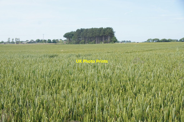 Photo 6"x4" Searchlight Plantation, Ince Blundell Carr Houses\/SD3203 c2015