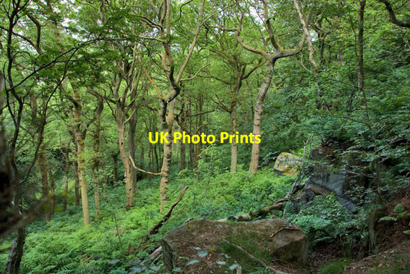Photo 6"x4" In Great Dib Wood, Otley Chevin Otley\/SE2045 c2015
