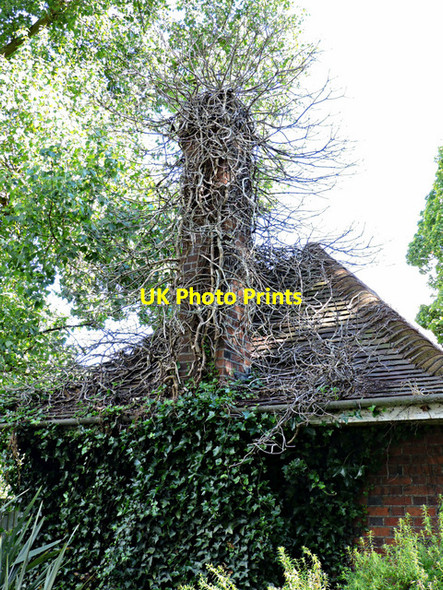 Photo 6"x4" Building in Lampton Park Hounslow c2015 P1