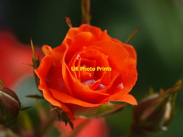 Photo 6"x4" Rose 'Wildfire' Ross-on-Wye c2015