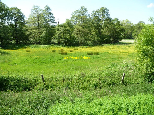 Photo 6"x4" Trees along the River Ecclesbourne Cowers Lane c2015